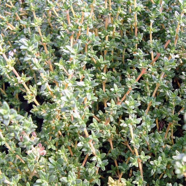 Thymus vulgaris 'Faustinoi' - Thyme - Cellpack from Hillcrest Nursery