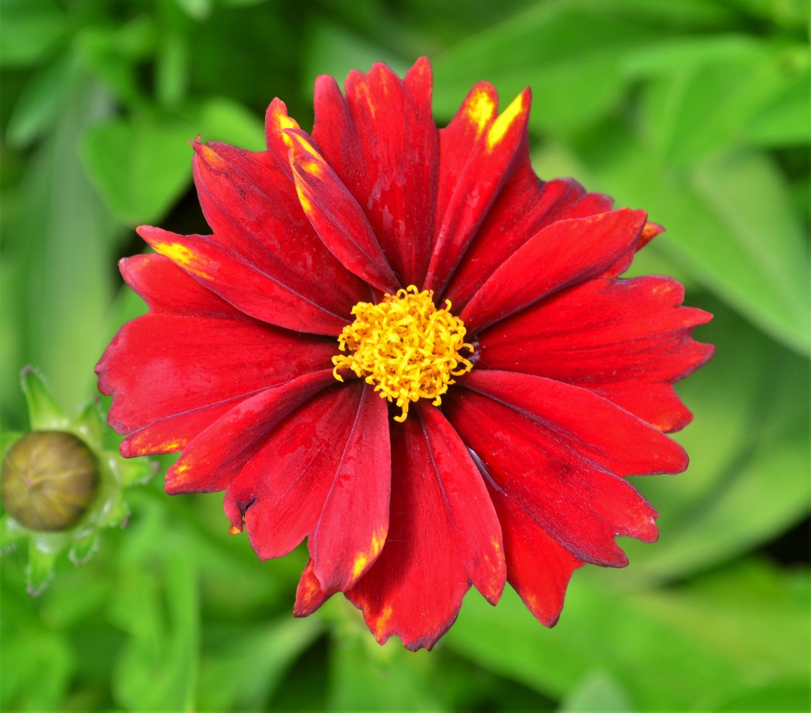 Coreopsis Uptick 'Red' - Tickseed from Hillcrest Nursery