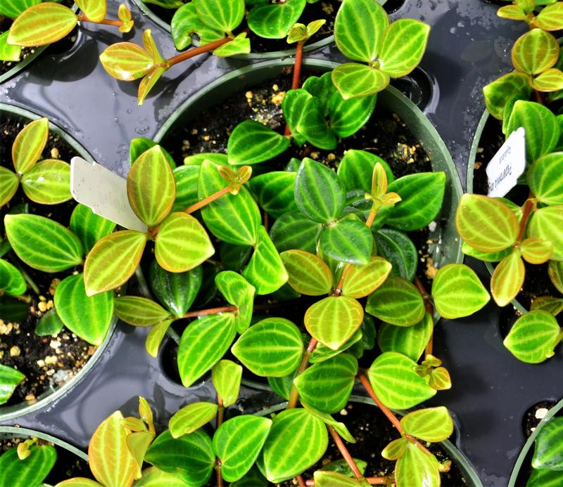 Peperomia 'Raydiance' - Peperomia from Hillcrest Nursery