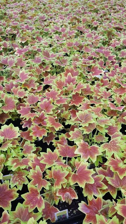 Pelargonium hortorum 'Vancouver Centennial' - Geranium - Cellpack from Hillcrest Nursery
