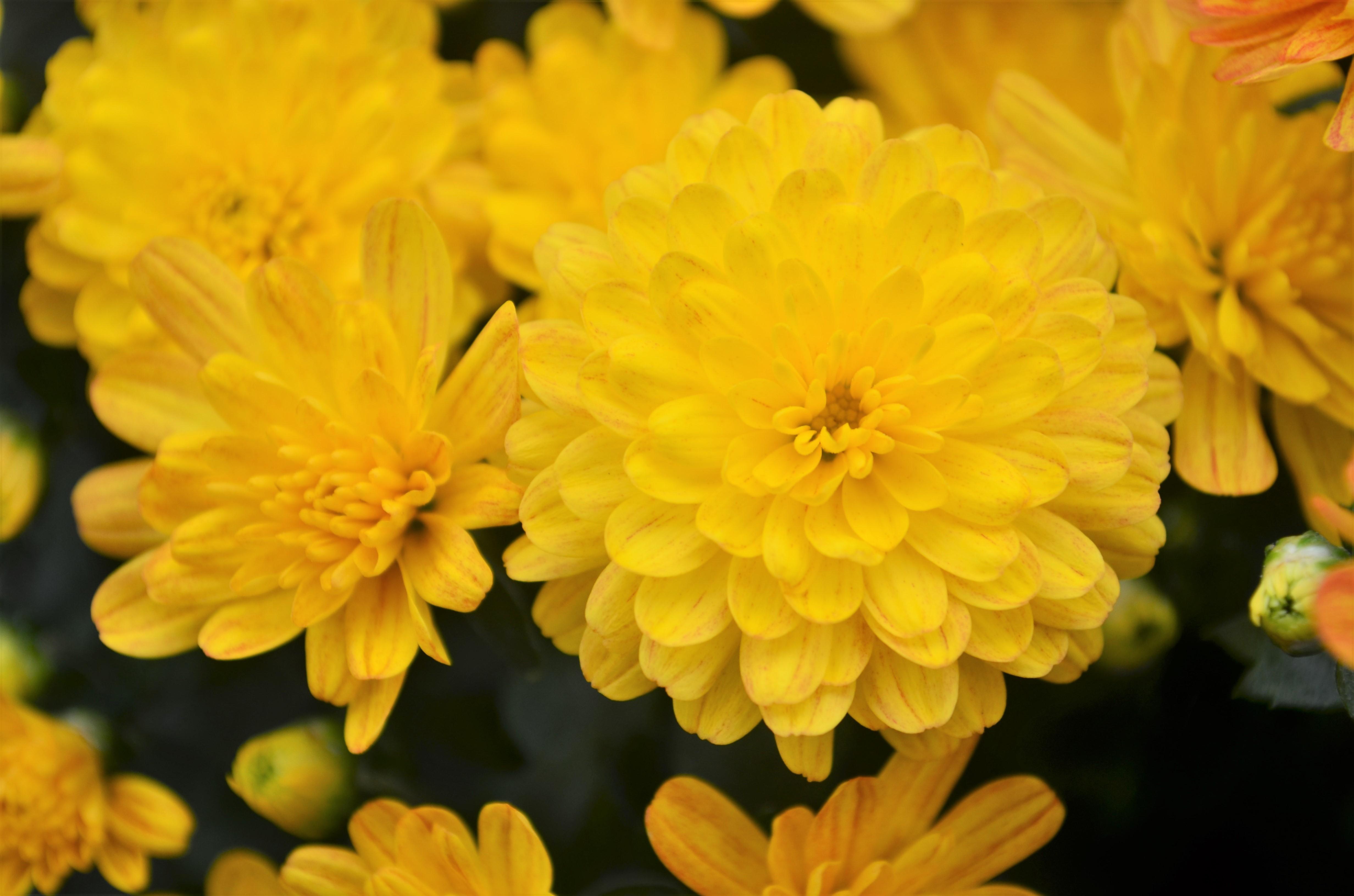 Chrysanthemum Jacqueline 'Yellow' - Mum from Hillcrest Nursery