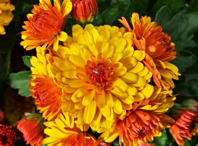 Chrysanthemum Soulsister 'Orange' - Mum from Hillcrest Nursery