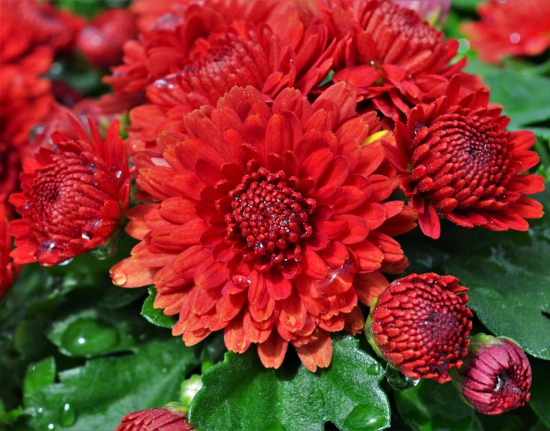 Chrysanthemum Soulsister 'Red' - Mum from Hillcrest Nursery