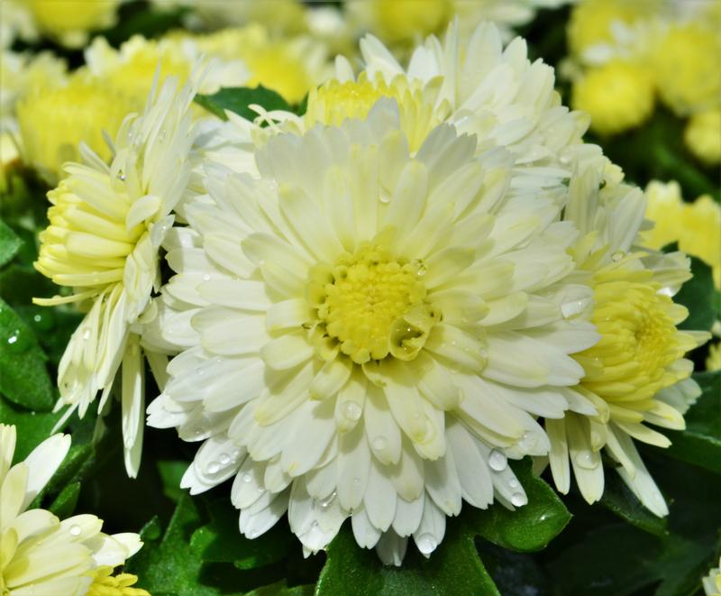 Chrysanthemum Soulsister 'White' - Mum from Hillcrest Nursery