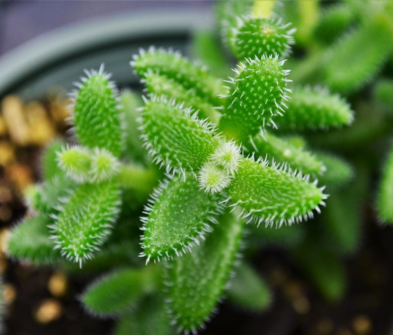Delopserma echinatum 'Gherkin' - Pickle Plant from Hillcrest Nursery
