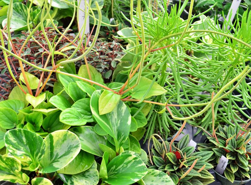 Assorted Foliage 'Standard' - Mixed Flat from Hillcrest Nursery