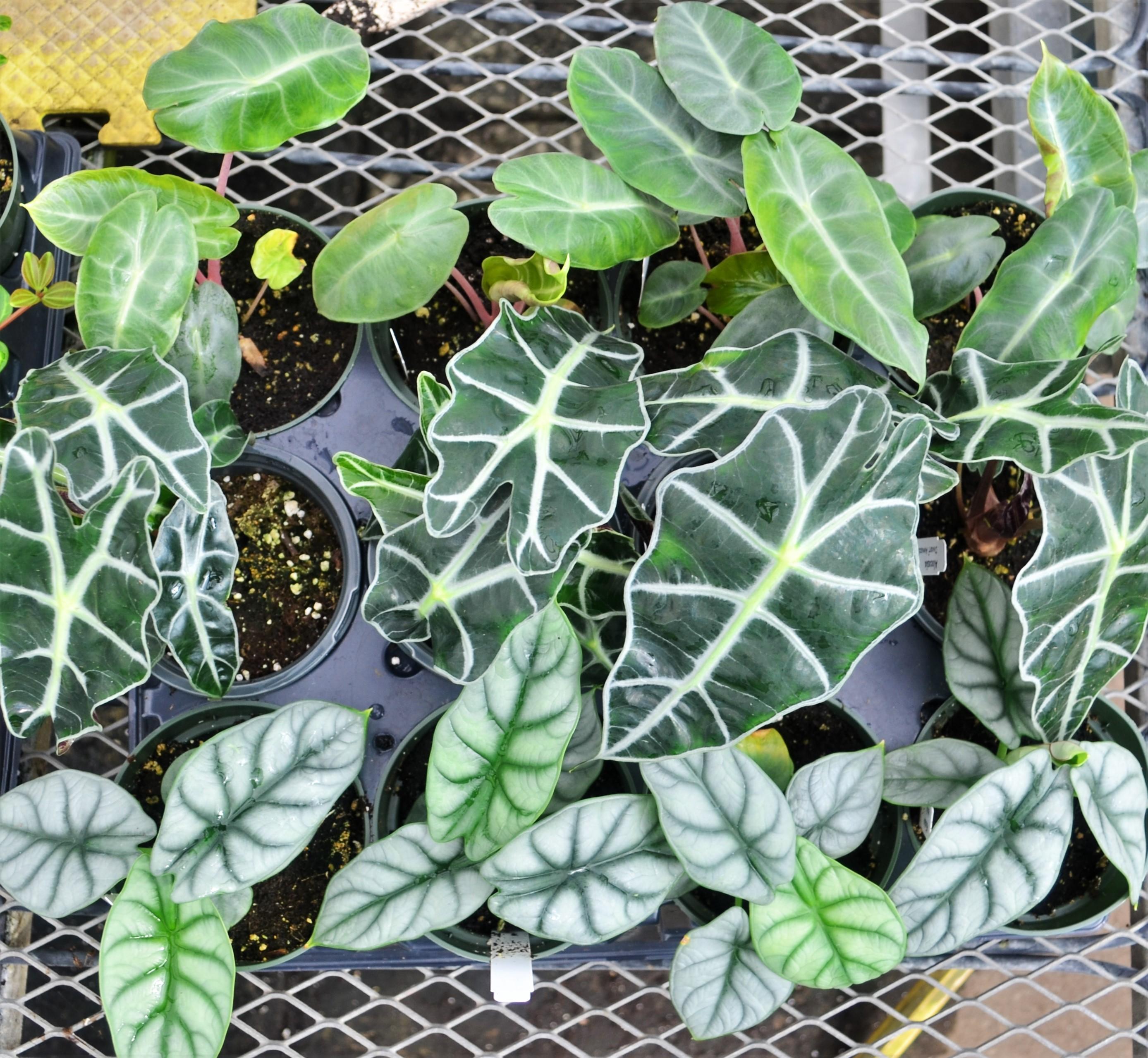Alocasia Assorted - Mixed Flat from Hillcrest Nursery