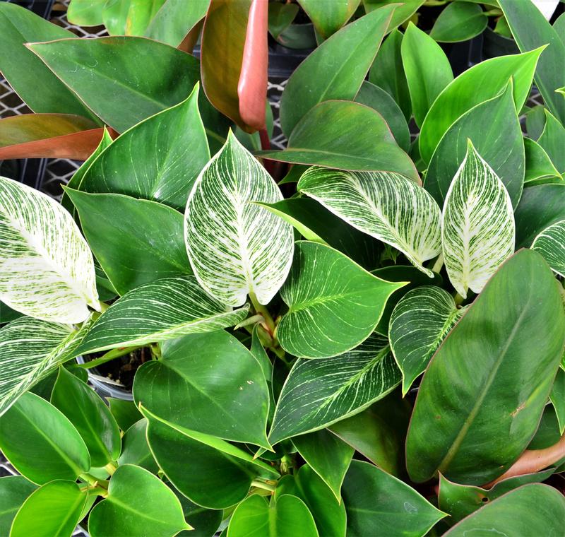 Philodendron Assorted - Mixed Flat from Hillcrest Nursery
