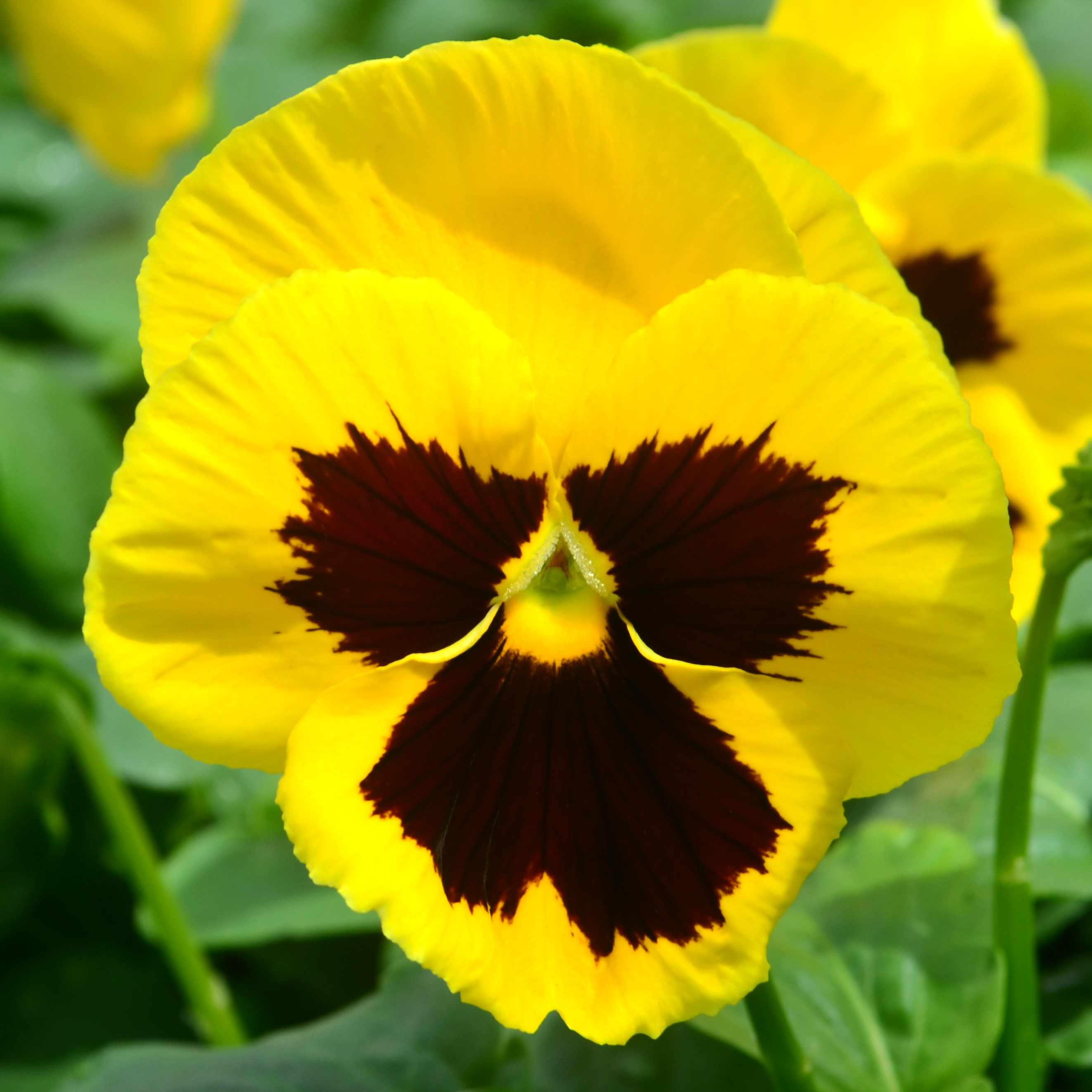Viola wittrockiana Mammoth 'Queen Bee Yellow' - Pansy from Hillcrest Nursery