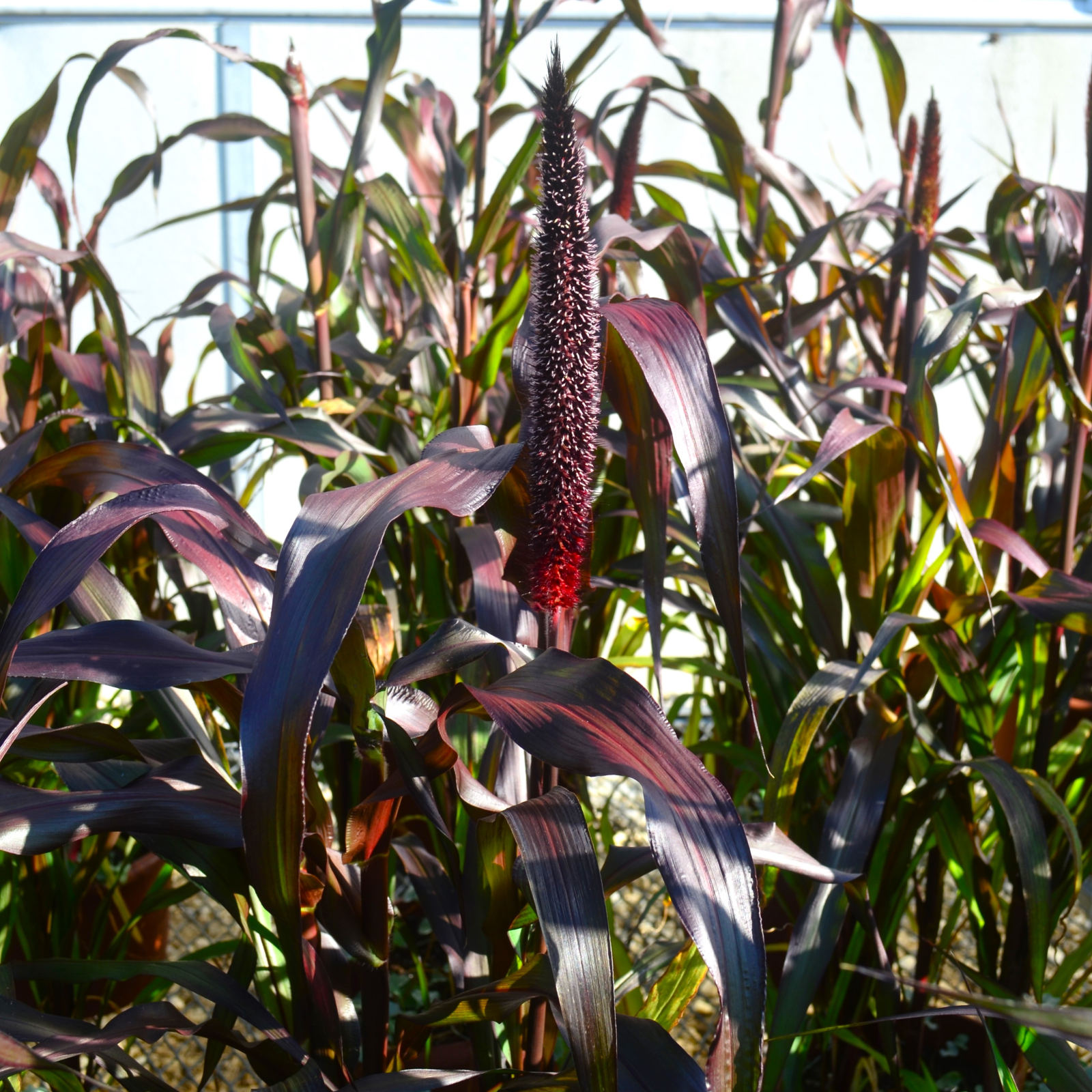 Grass: Pennisetum glaucum 'Purple Baron' - Millet from Hillcrest Nursery