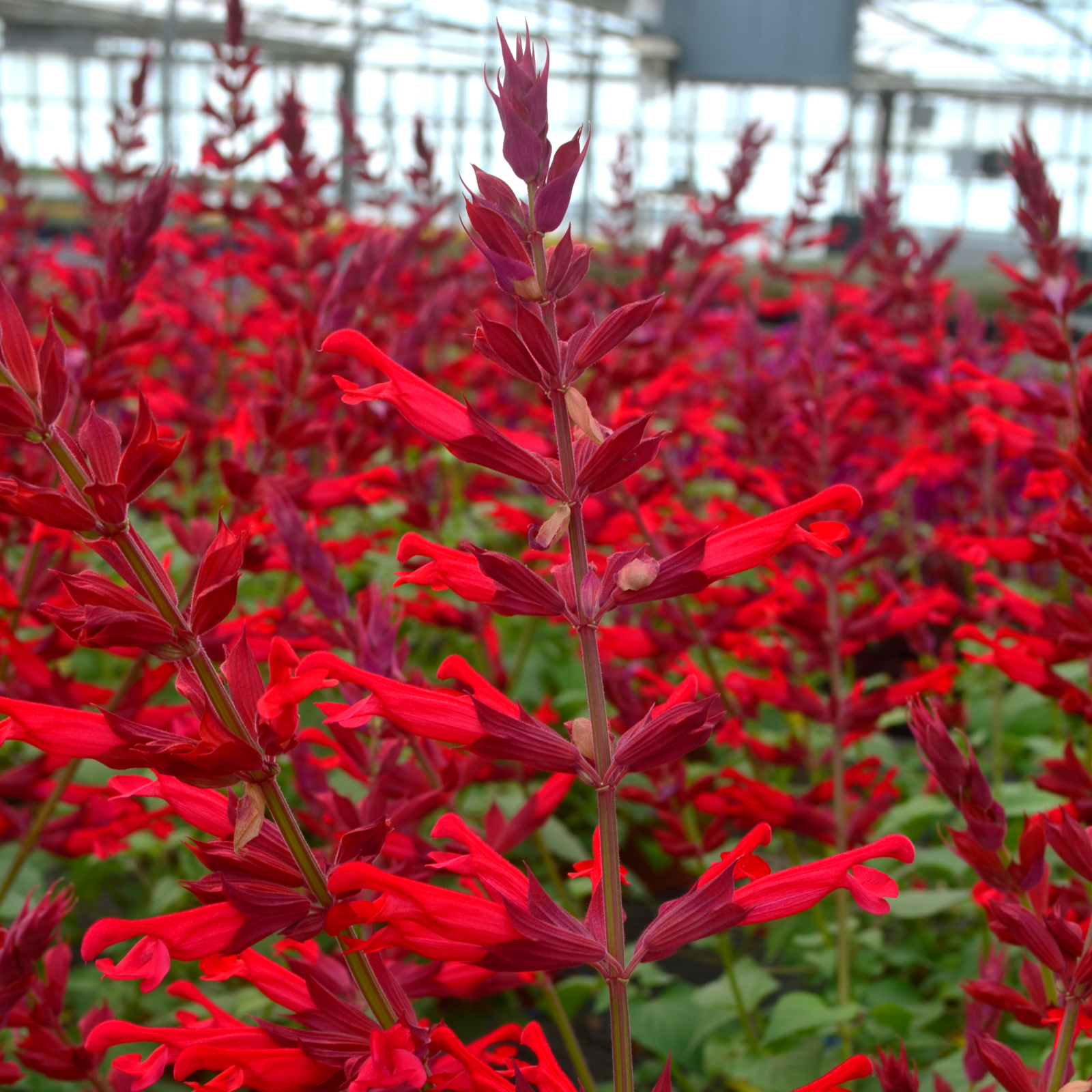 Salvia 'Roman Red' - Salvia from Hillcrest Nursery