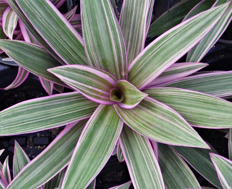 Tradescantia spathacea 'Tricolor (Rhoea)' - Spiderwort from Hillcrest Nursery