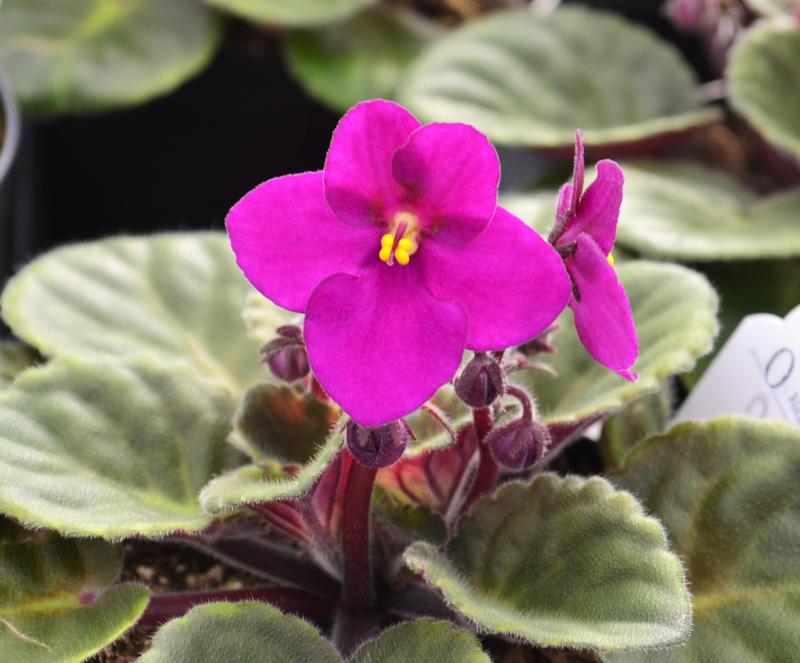 Saintpaulia ionantha 'Mini Loni' - African Violet from Hillcrest Nursery