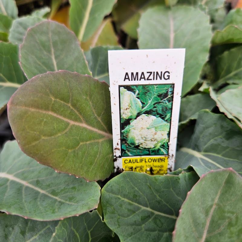 Brassica oleracea 'Amazing' - Cauliflower from Hillcrest Nursery