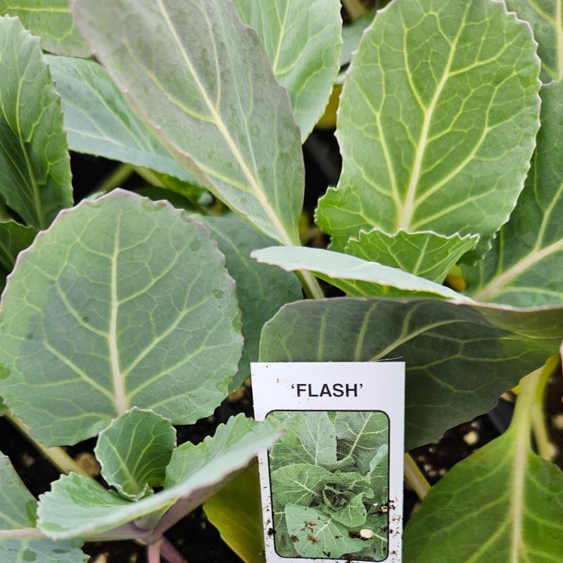Brassica oleracea 'Flash' - Collards from Hillcrest Nursery