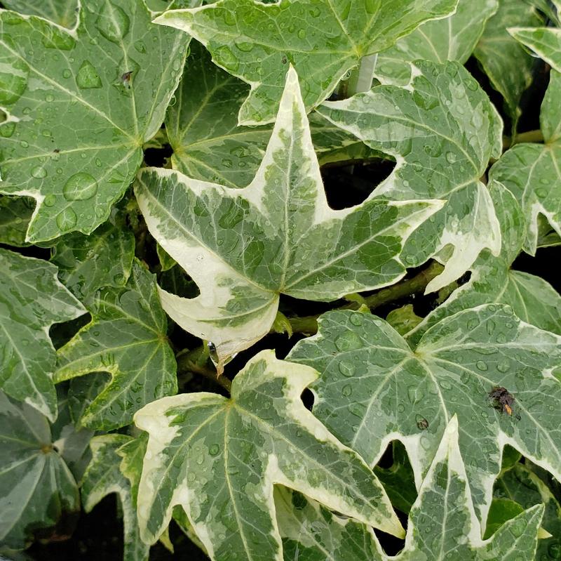 Hedera helix 'White Ripple' - Ivy from Hillcrest Nursery