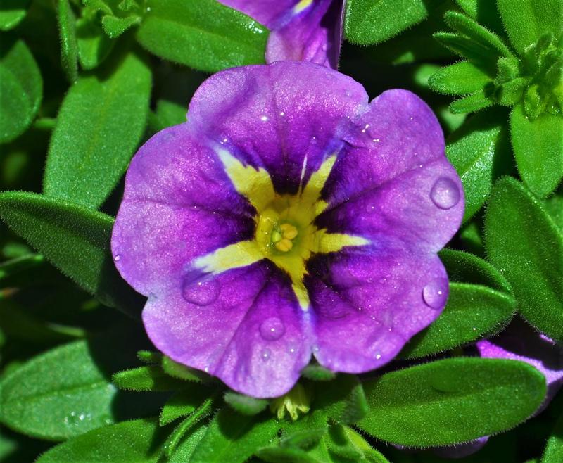 Calibrachoa Conga 'Purple Star' - Million Bells from Hillcrest Nursery