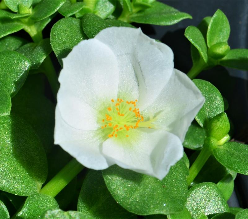 Portulaca oleracea Pazazz 'White' - Portulaca from Hillcrest Nursery
