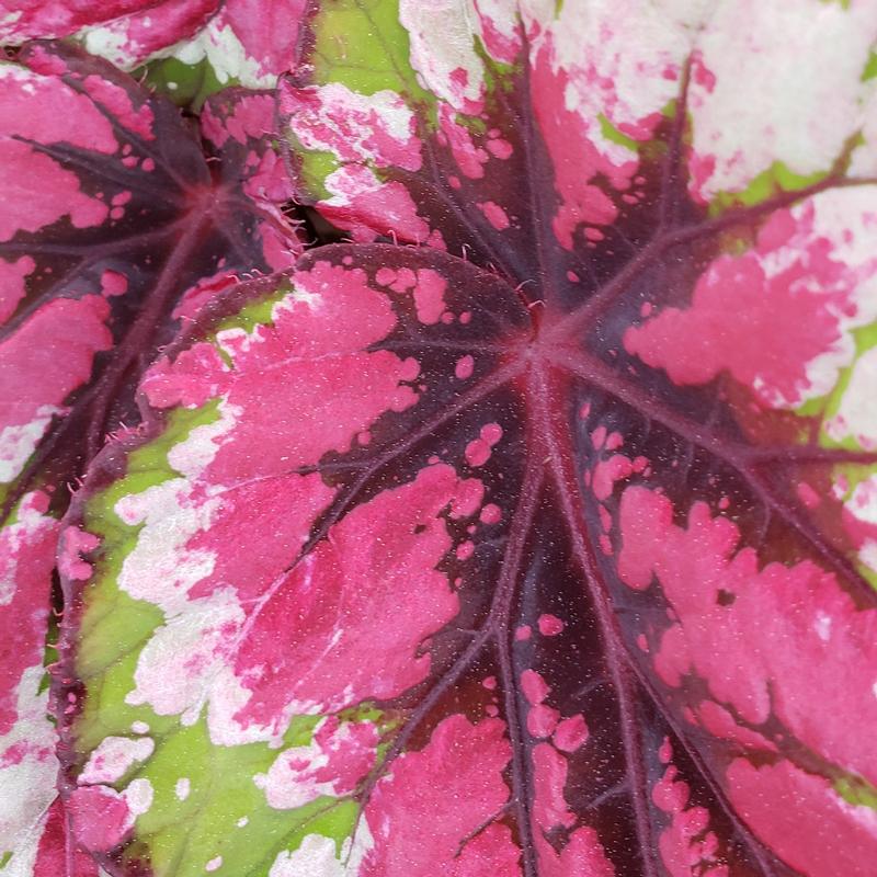Begonia rex Shadow King 'Strawberry Sherbet' - Begonia Rex from Hillcrest Nursery