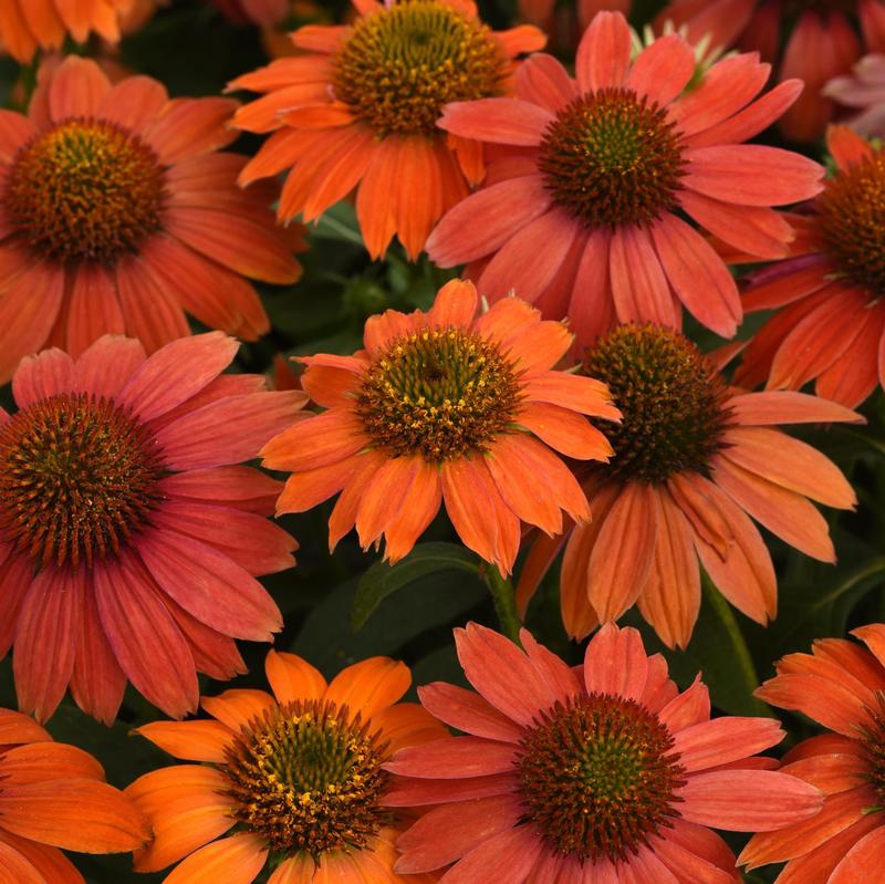 Echinacea Artisan 'Red Ombre' - Coneflower from Hillcrest Nursery