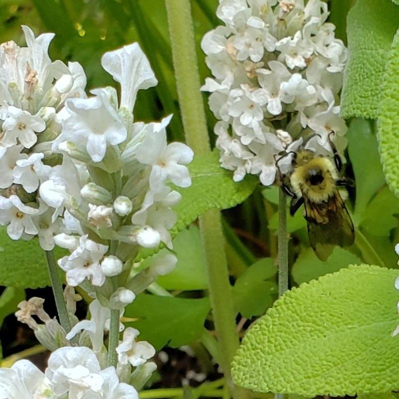 Lavandula angustifolia 'BeeZee White' - Lavender - Perennial from Hillcrest Nursery