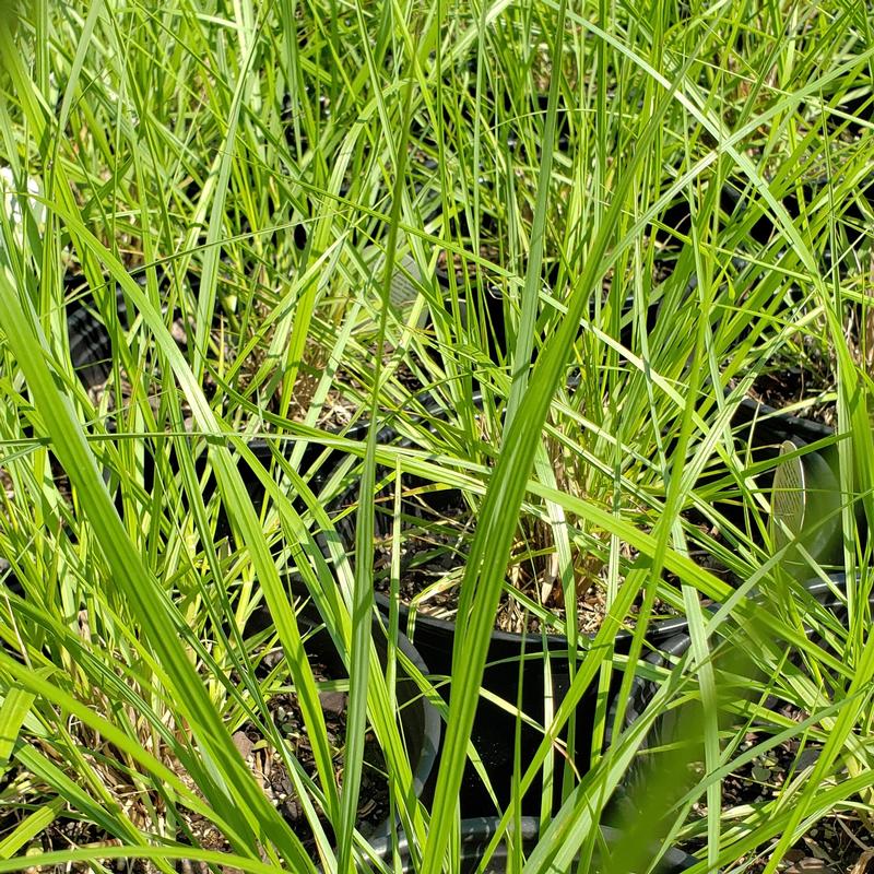 Grass: Pennisetum alopecuroides 'Cayenne' - Fountain Grass from Hillcrest Nursery
