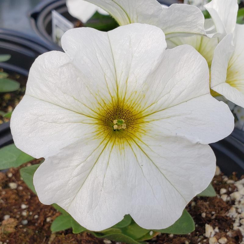 Petchoa SuperCal Premium 'Pearl White' - Petchoa from Hillcrest Nursery