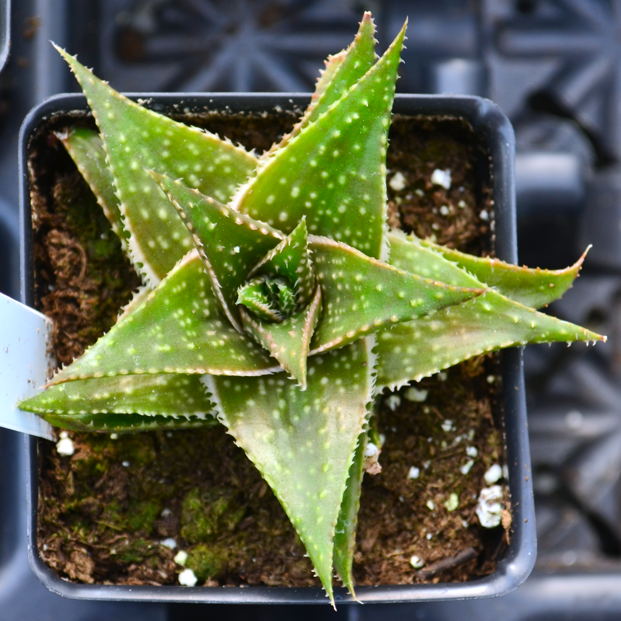Aloe aristata 'Hodi' - Aloe Lace from Hillcrest Nursery