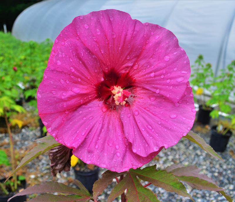 Hibiscus Summerific 'Berry Awesome' - Rose Mallow from Hillcrest Nursery