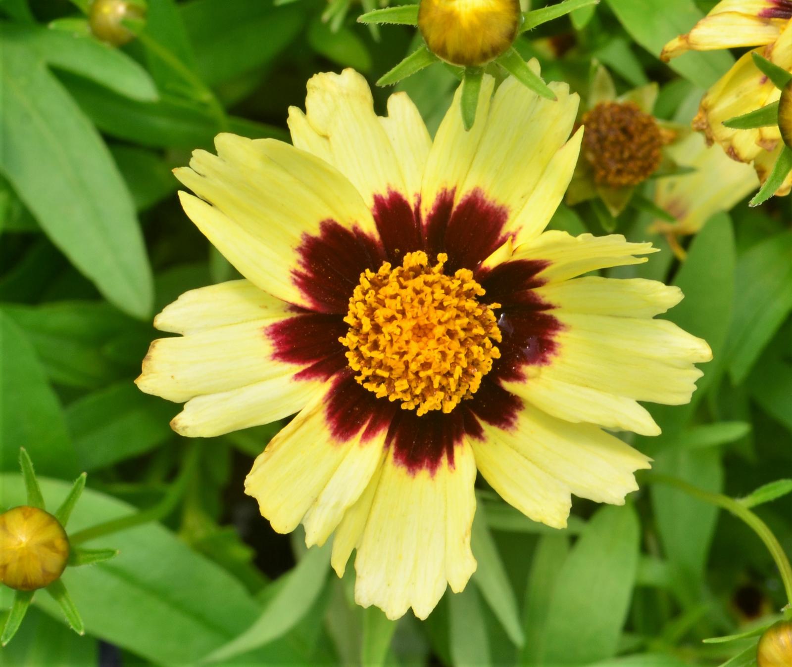 Coreopsis Uptick 'Cream and Red' - Tickseed from Hillcrest Nursery