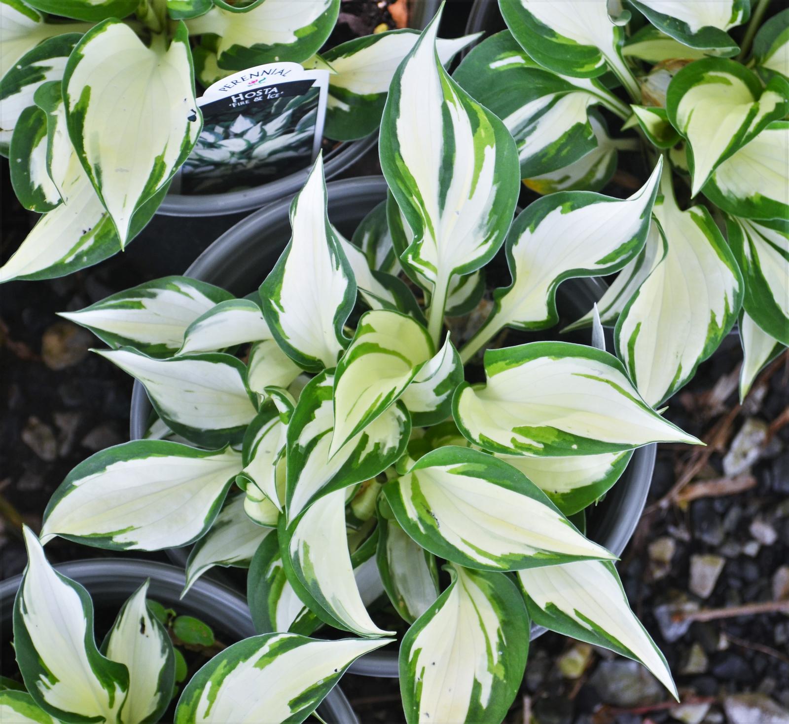Hosta 'Fire and Ice' - Plantain Lily from Hillcrest Nursery