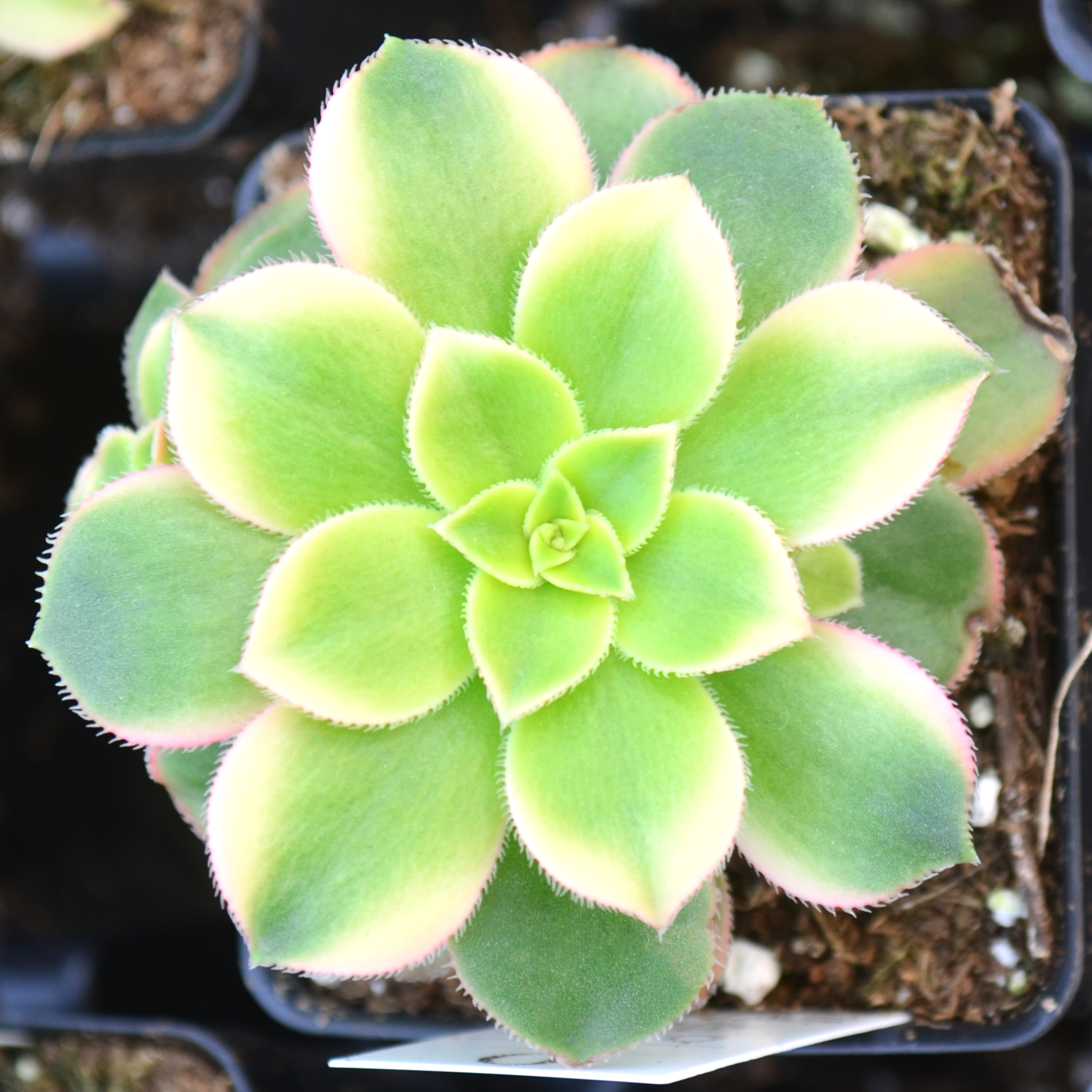 Aeonium haworthii 'Kiwi / Tricolor' - Aeonium from Hillcrest Nursery