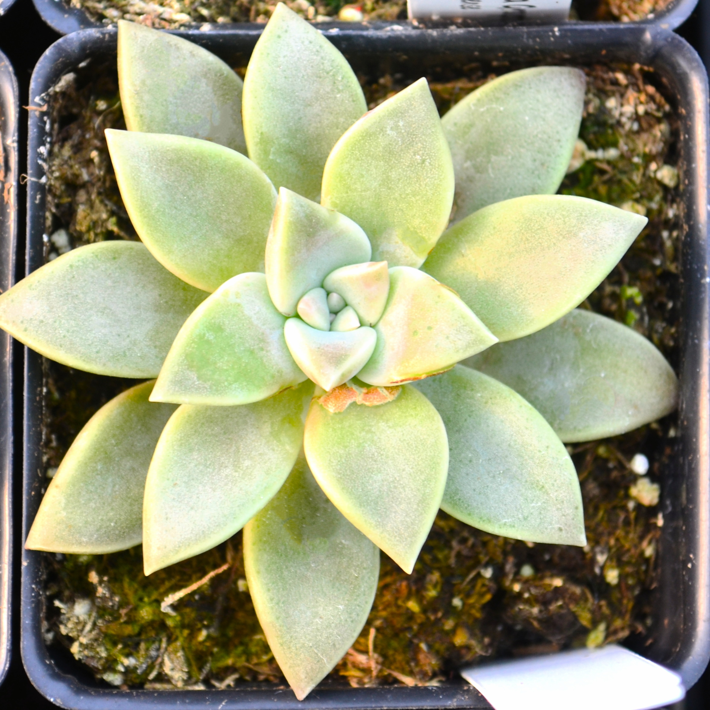 Graptopetalum paraguayensis 'Ghost Plant' - Graptopetalum from Hillcrest Nursery