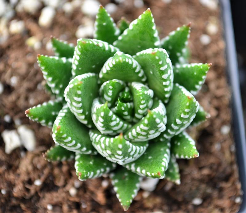 Haworthia coarctata 'coarctata' - Haworthia coarctata from Hillcrest Nursery