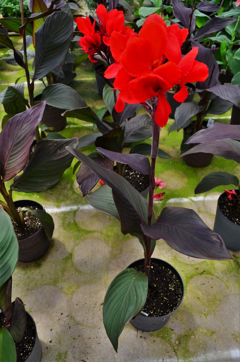 Canna x generalis Cannova 'Bronze Scarlet' - Canna Lily from Hillcrest Nursery