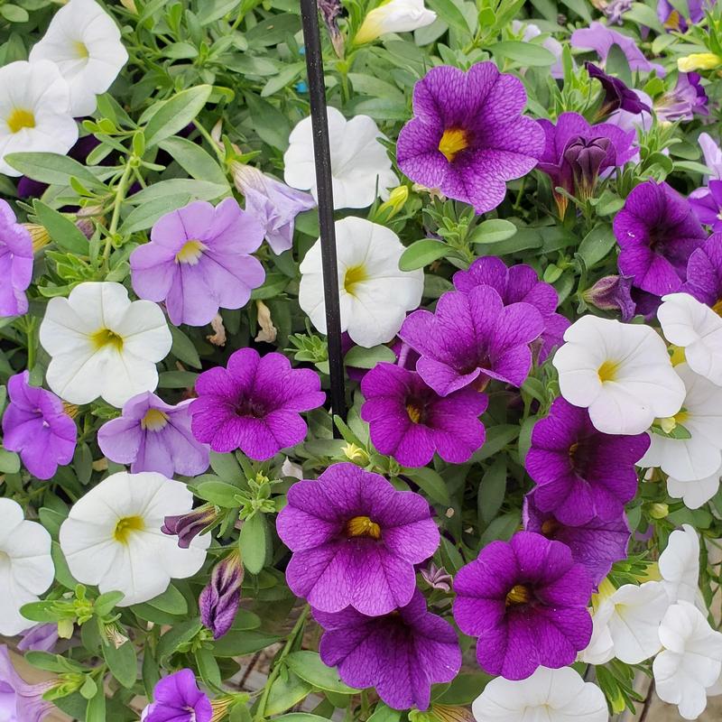Combo Pot Mini Famous Trixi 'Purple with A Purpose' - Combo - Trixi from Hillcrest Nursery