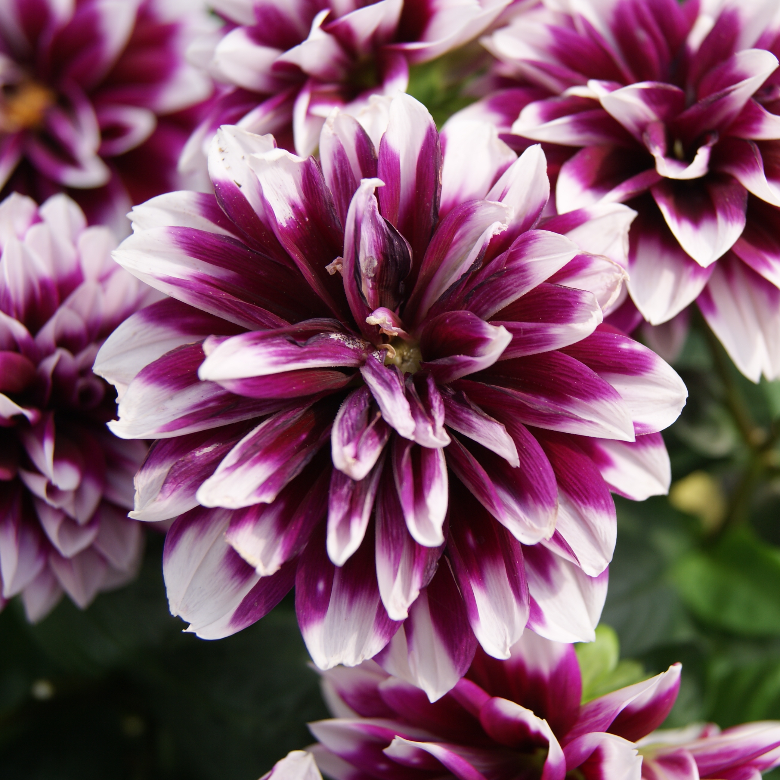 Dahlia Starsister 'Purple Stripes' - Dahlia courtesy of Ball Horticultural Company