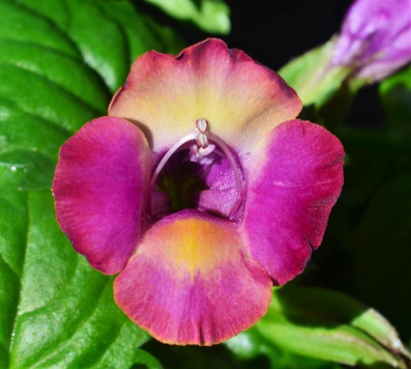Torenia Moon 'Magenta Moon' - Wishbone Flower from Hillcrest Nursery