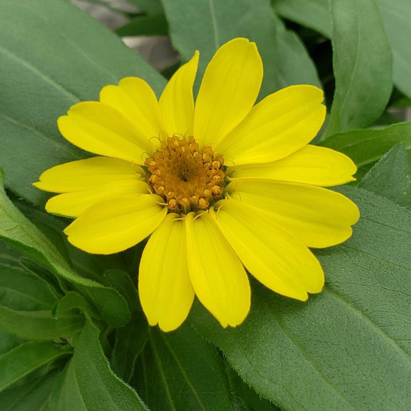 Zinnia hybrid Profusion 'Yellow' - Zinnia from Hillcrest Nursery