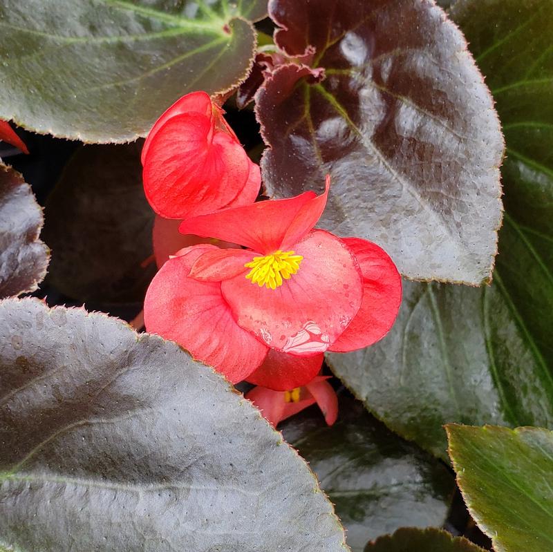 Begonia semperflorens Whopper 'Red (Bronze Leaf)' - Begonia from Hillcrest Nursery