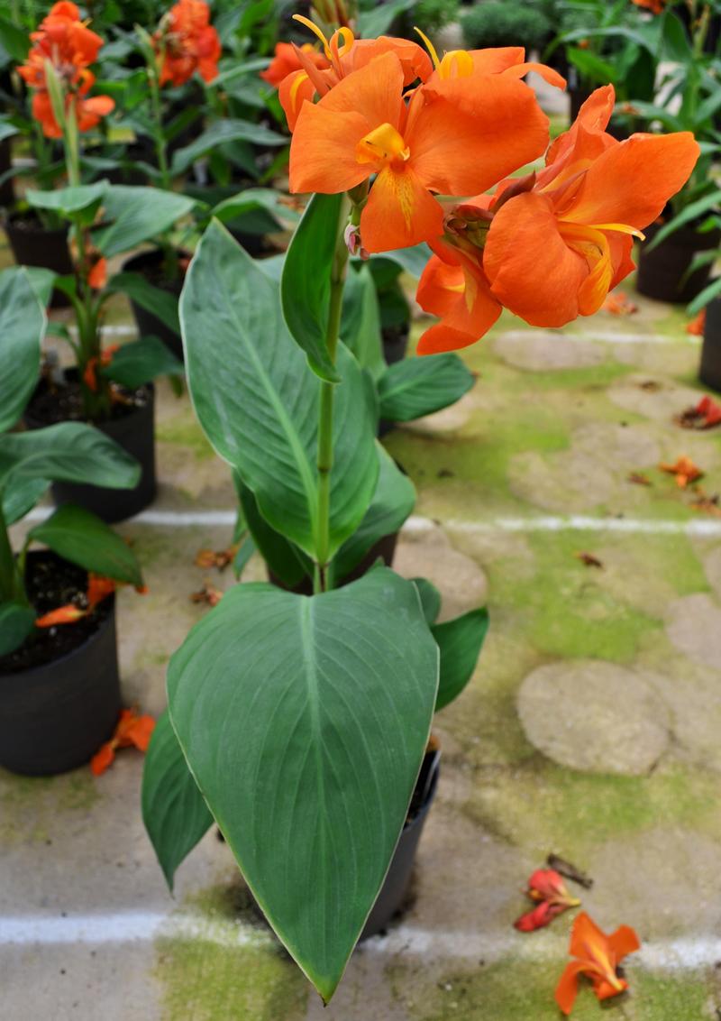 Canna x generalis Cannova 'Orange Shades' - Canna Lily from Hillcrest Nursery
