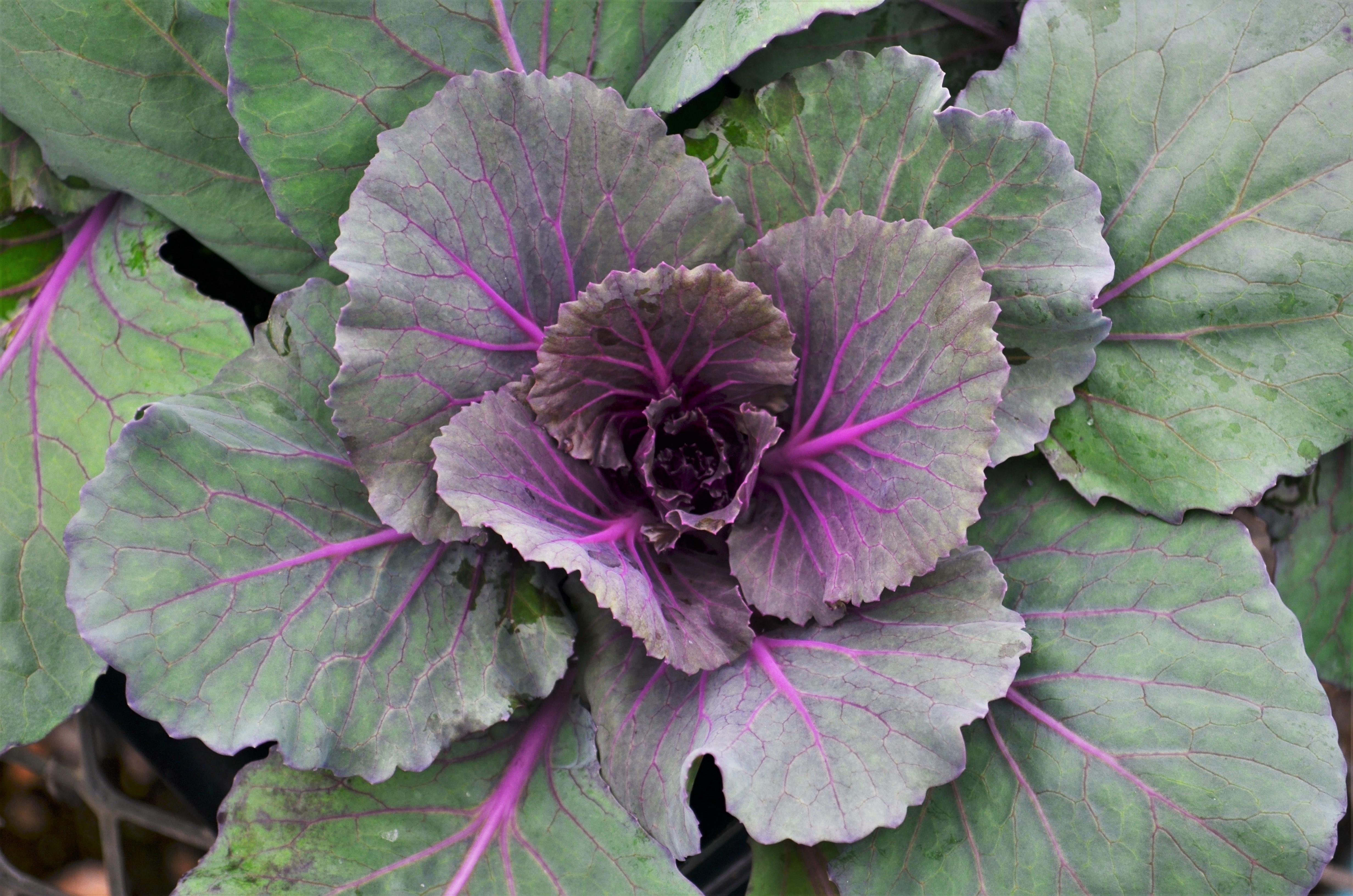Brassica oleracea Ornamental 'Pigeon Purple' - Ornamental Cabbage from Hillcrest Nursery