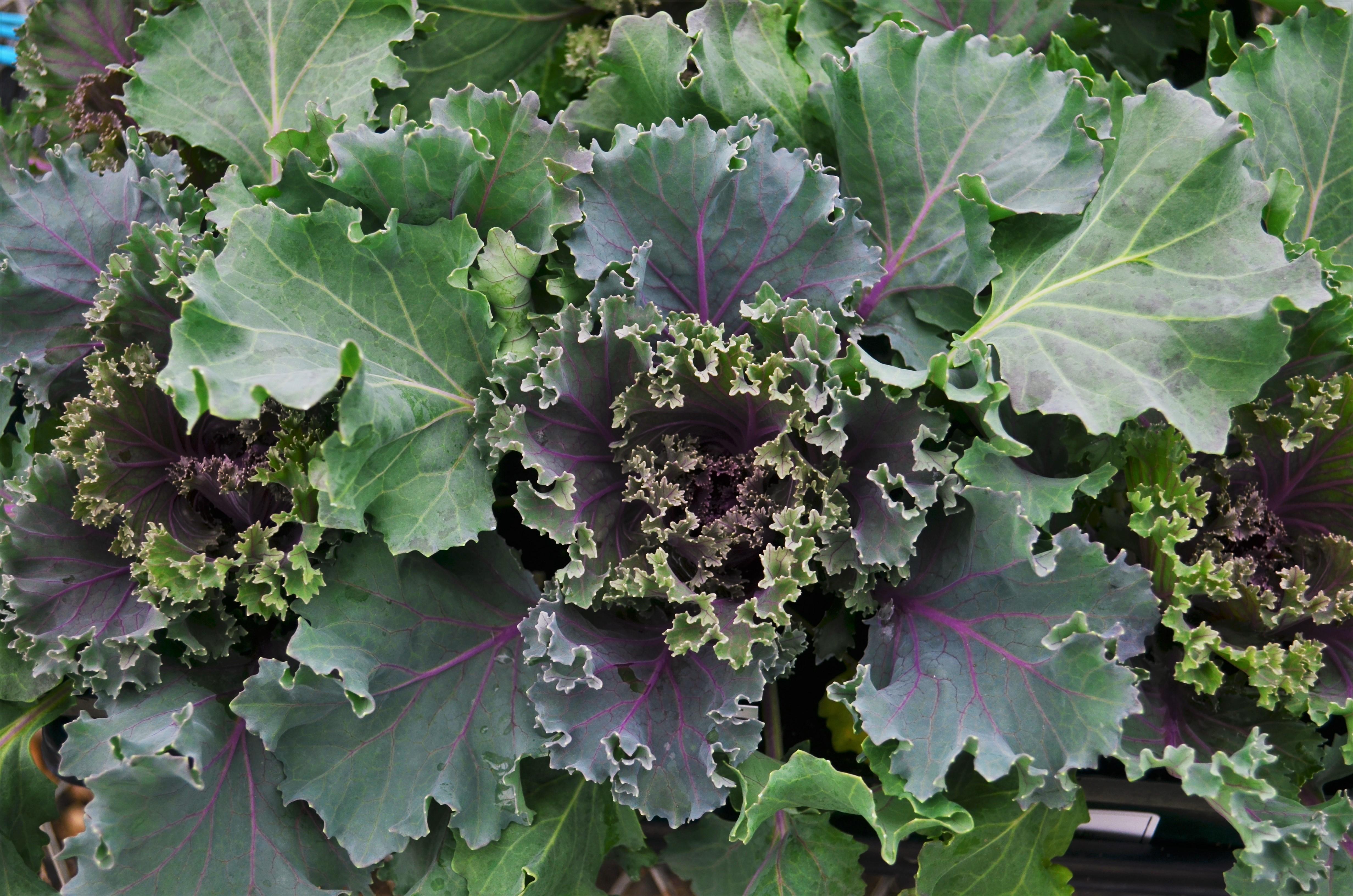 Brassica oleracea Ornamental 'Kamome Red' - Ornamental Kale from Hillcrest Nursery
