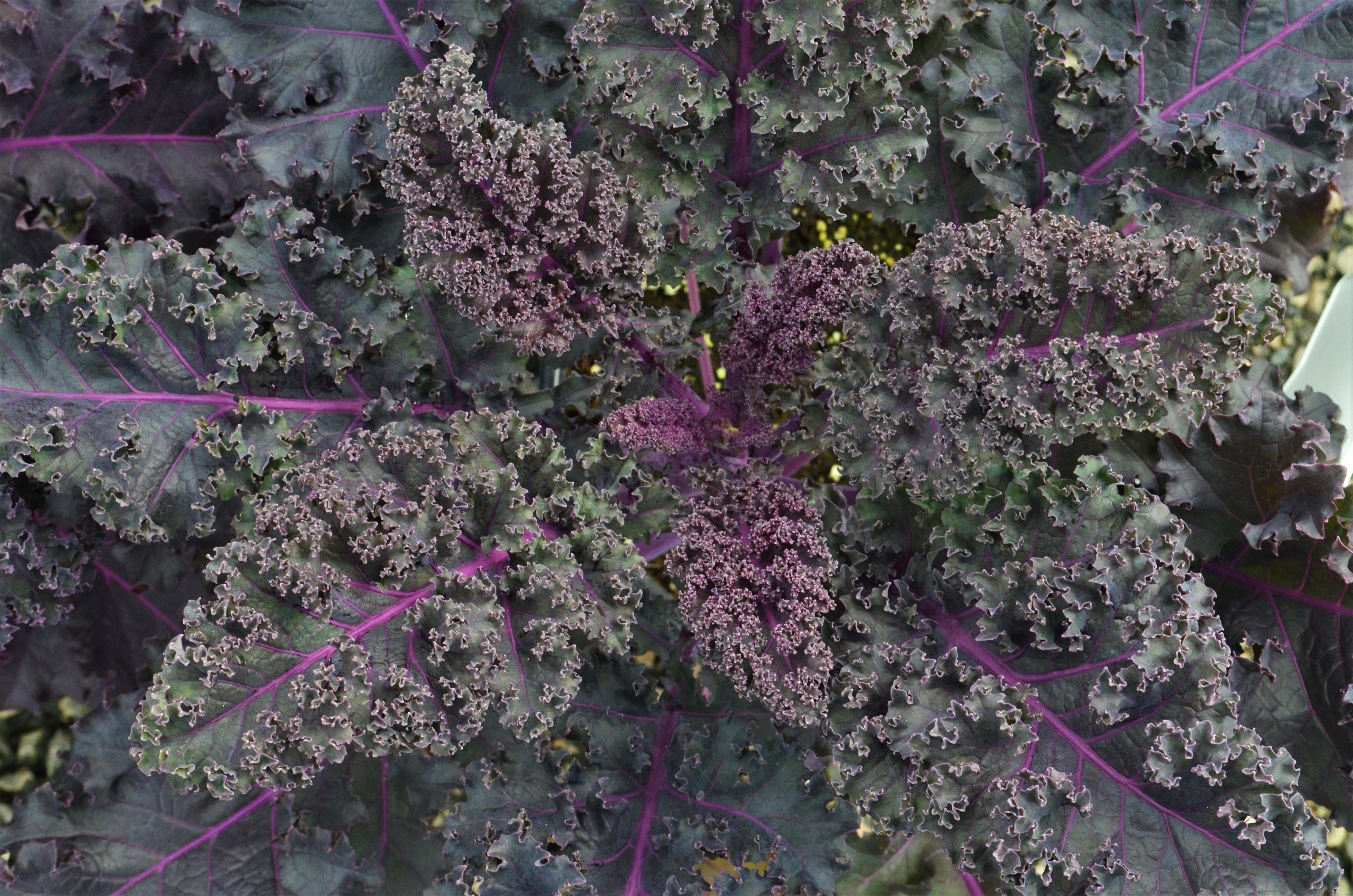 Brassica oleracea Ornamental 'Red Bor' - Ornamental Kale from Hillcrest Nursery