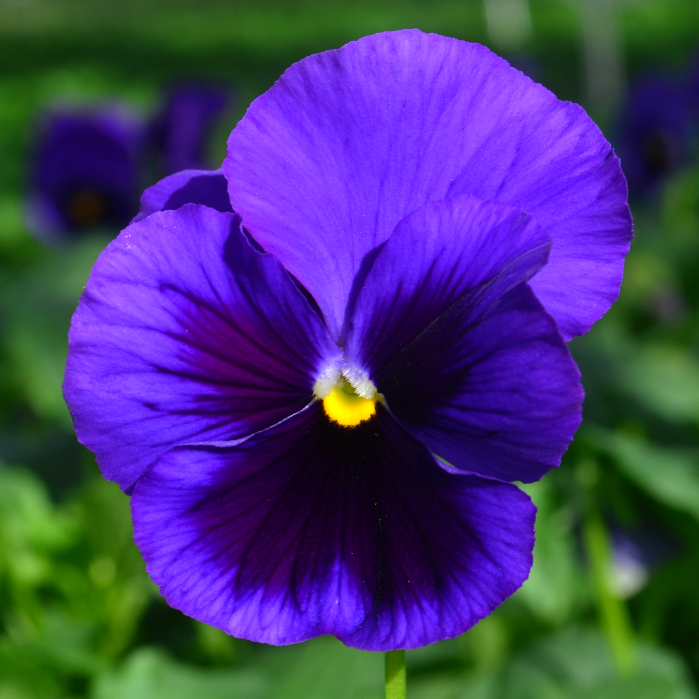 Viola wittrockiana Colossus 'Deep Blue with Blotch' - Pansy from Hillcrest Nursery