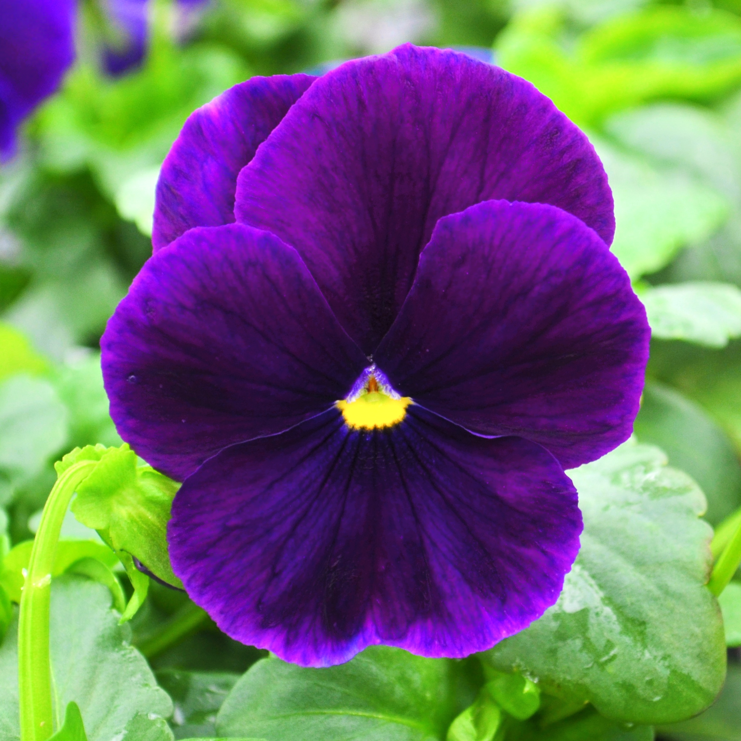 Viola wittrockiana Matrix 'Purple' - Pansy from Hillcrest Nursery