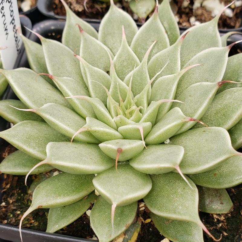 Echeveria filiferum 'filiferum' - Echeveria filiferum from Hillcrest Nursery