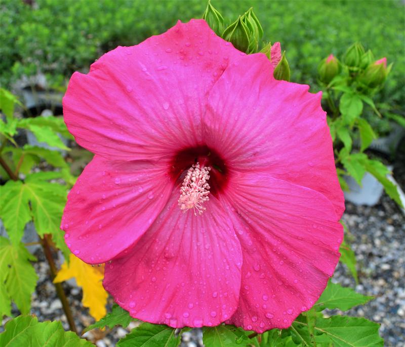 Hibiscus 'Airbrush Effect' - Rose Mallow from Hillcrest Nursery