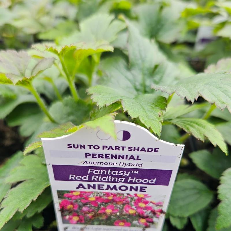 Anemone Fantasy 'Red Riding Hood' - Windflower from Hillcrest Nursery