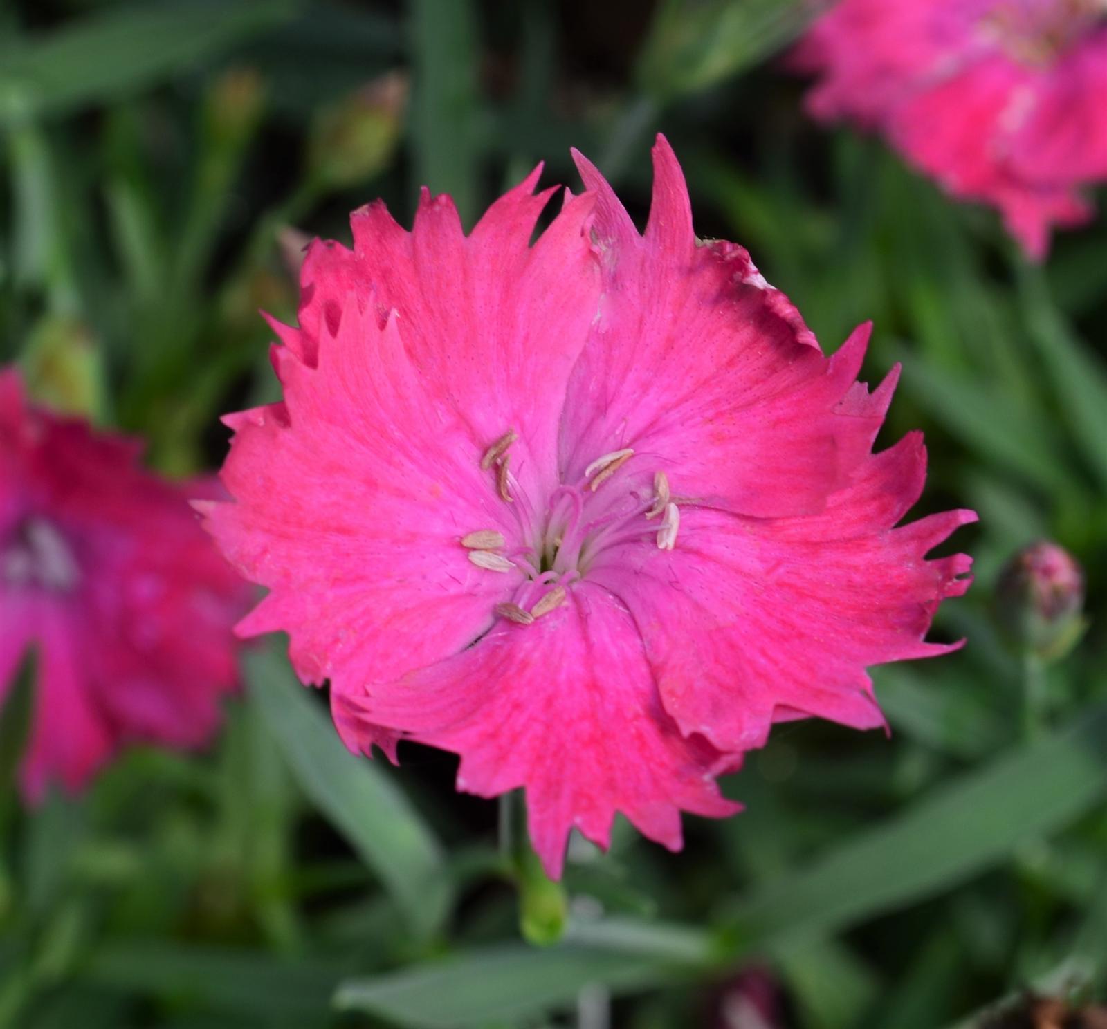 Dianthus 'Vivid Bright Light' - Pinks from Hillcrest Nursery